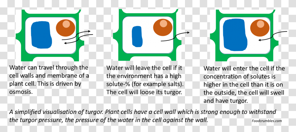 Cell Turgor, Label, Light, Number Transparent Png