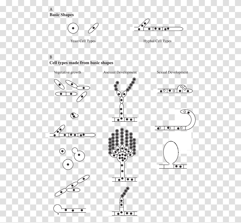 Cell Types In Fungi Basic Shapes Of Yeast, Label, Plot, Diagram Transparent Png