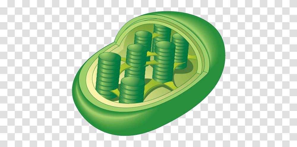 Cell Types Project, Green, Grass Transparent Png