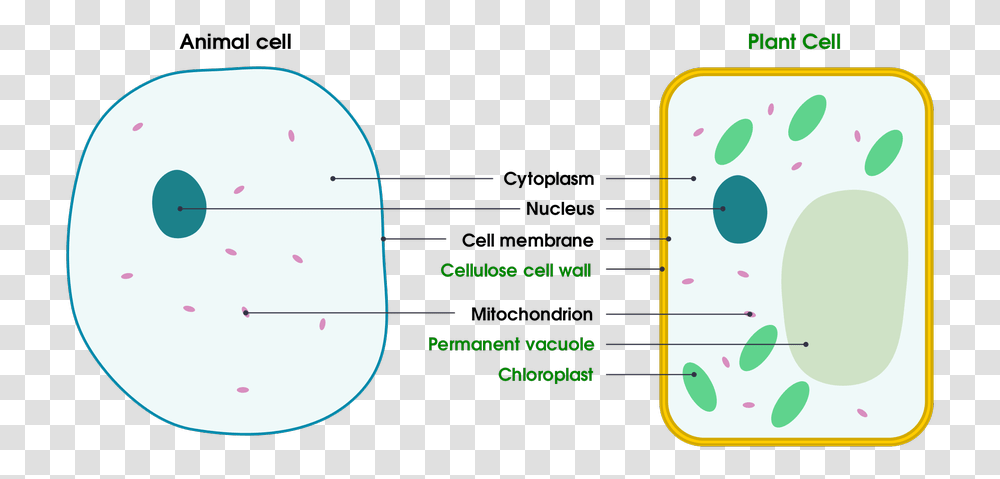 Cell Wall, Plot, Diagram, Number Transparent Png