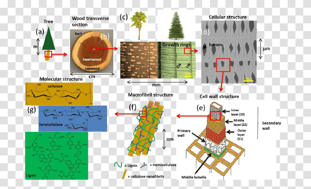 Cell Wall Polymers' Structure In Trees From Tree To Cell Wall Of Trees, Plant, Vegetation, Text, Plot Transparent Png