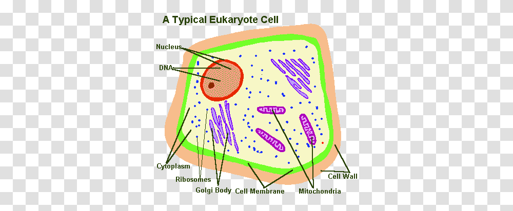 Cell Webquest, Sport, Label, Ball Transparent Png