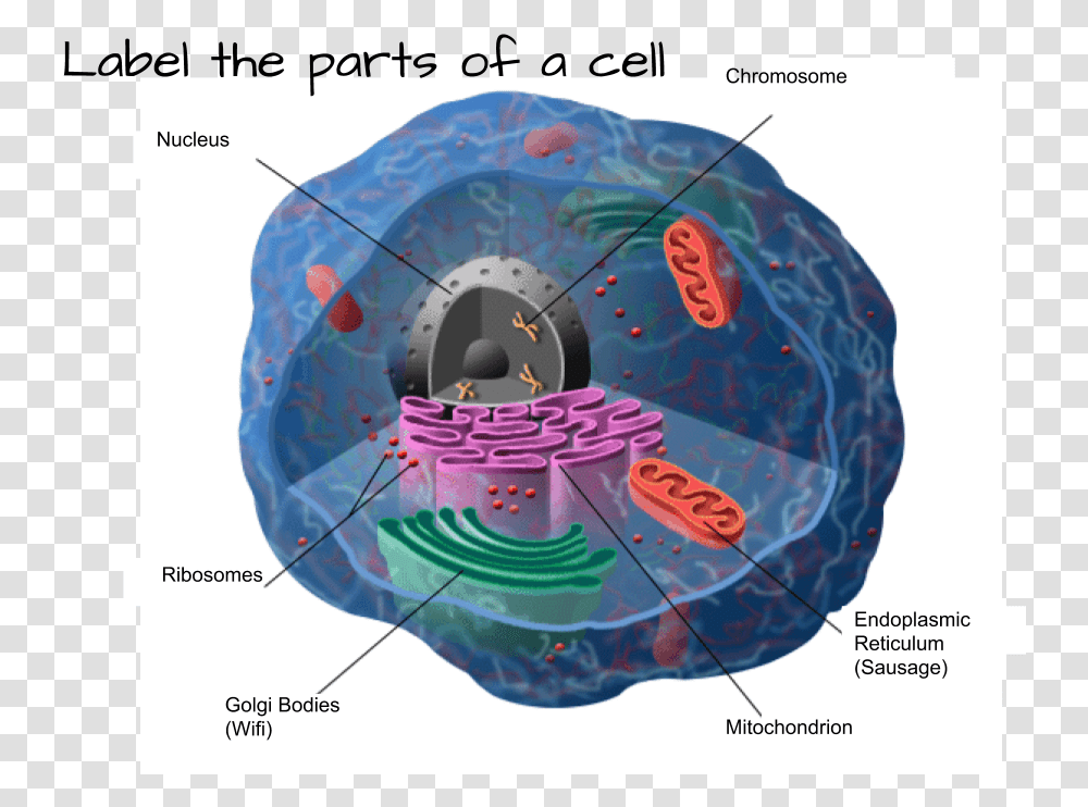 Cells Anatomy, Disk, Toy, Plot, Frisbee Transparent Png