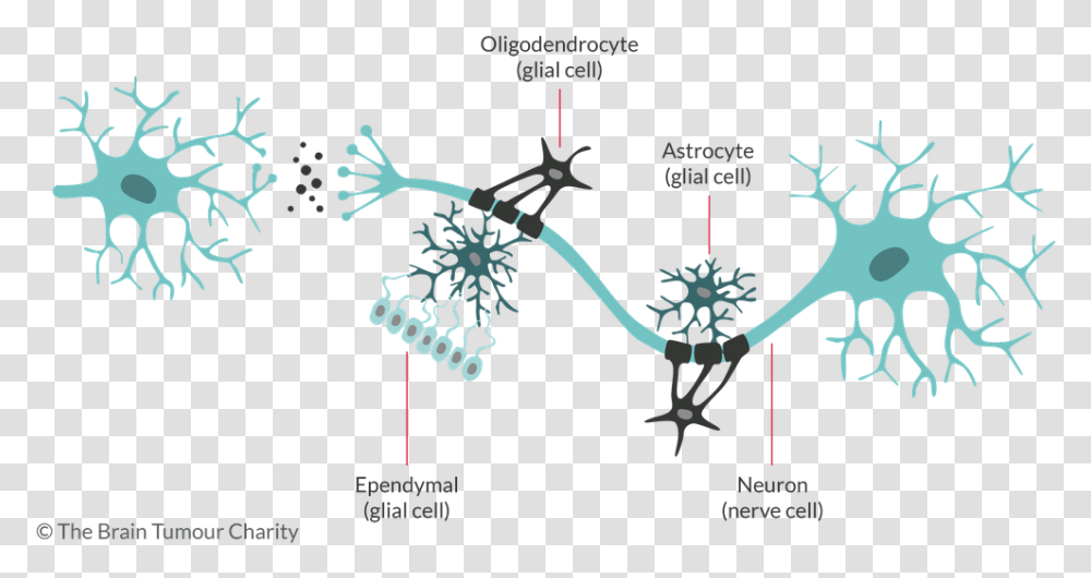 Cells In Brain, Plot, Diagram, Pole Vault, Sport Transparent Png