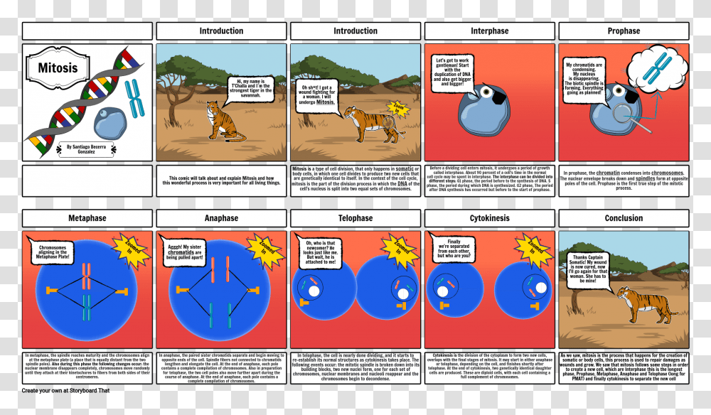 Cells In Prophase Metaphase Anaphase Telophase And, Comics, Book, Horse, Mammal Transparent Png