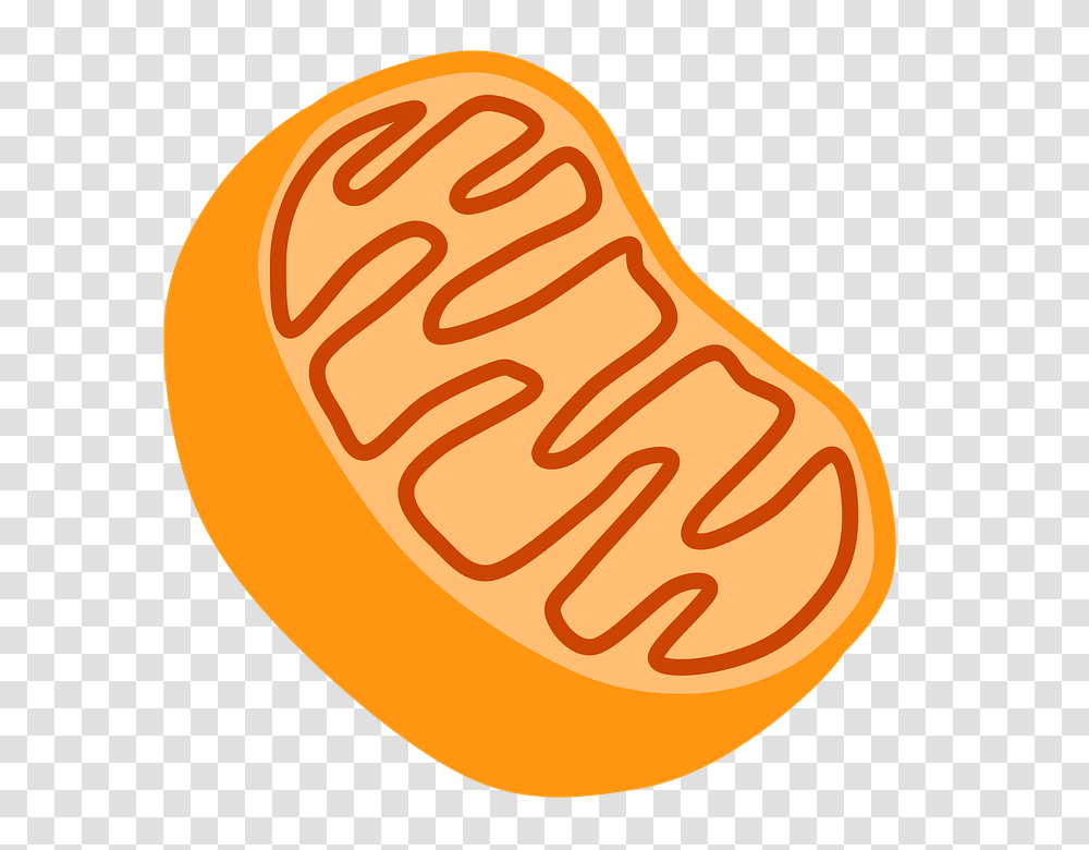 Cellular Respiration, Ketchup, Food, Plant, Hand Transparent Png