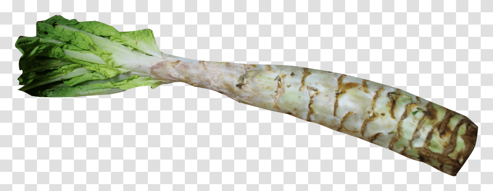 Celtuce, Arrowhead, Animal, Food, Mammal Transparent Png