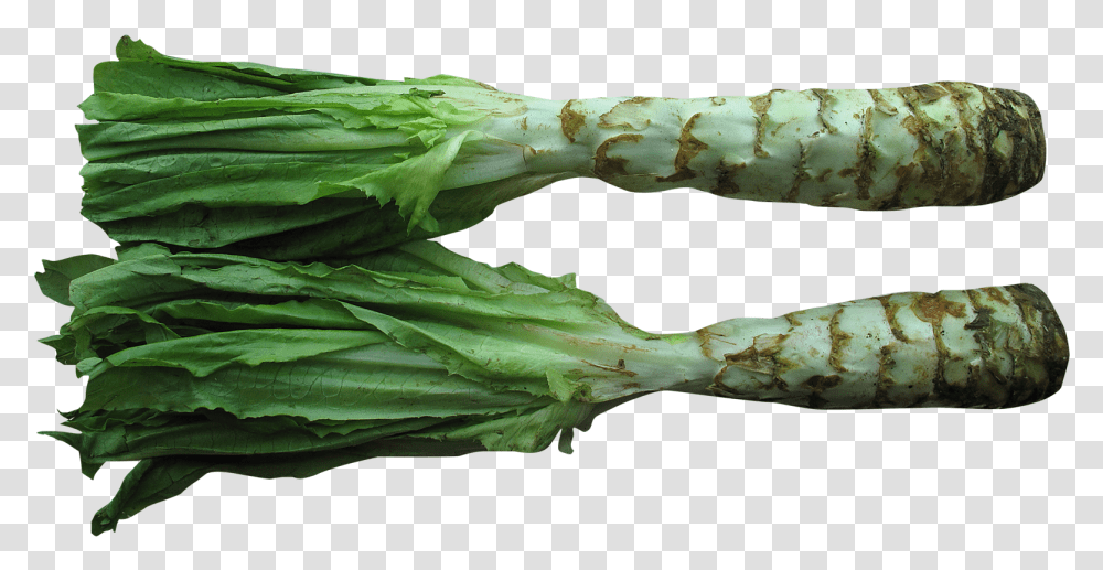 Celtuce Image Celtuce, Plant, Vegetable, Food, Produce Transparent Png