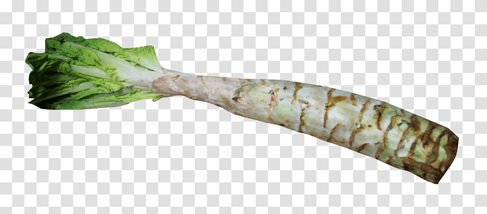 Celtuce Image, Vegetable, Plant, Tree, Root Transparent Png