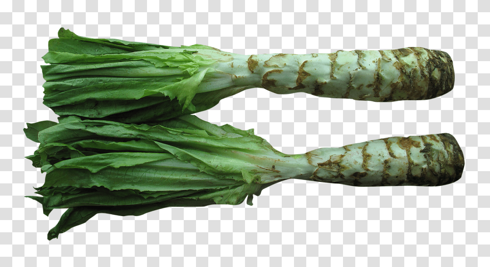 Celtuce, Vegetable, Plant, Food, Produce Transparent Png