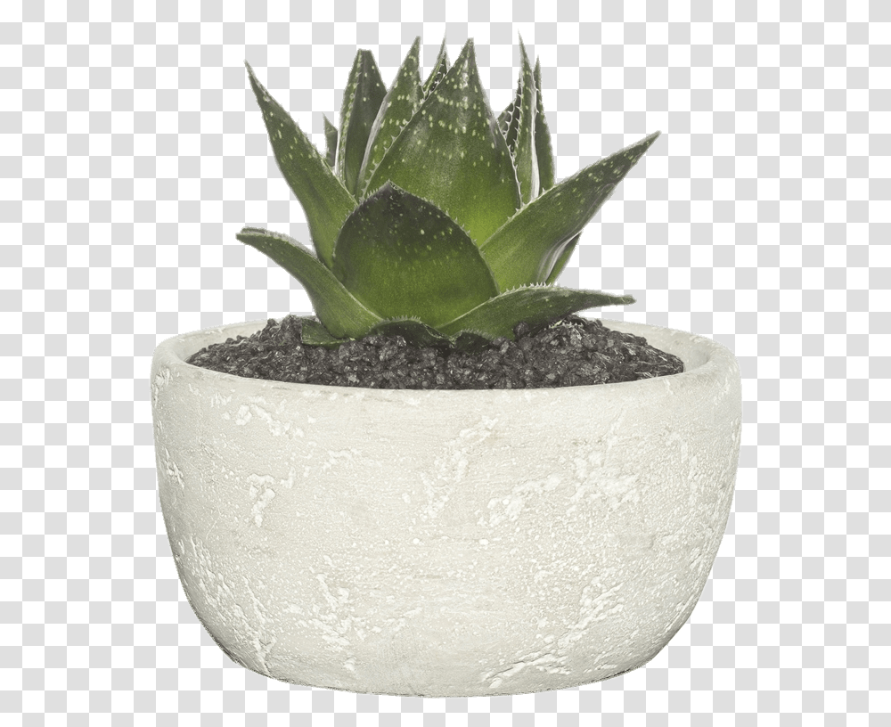 Cement Bowl Succulent Plant Background, Aloe, Potted Plant, Vase, Jar Transparent Png