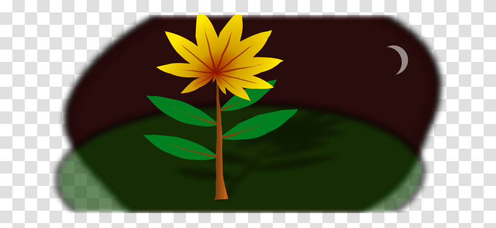 Cemkalyoncu Midnight Flower, Nature, Leaf, Plant, Tree Transparent Png