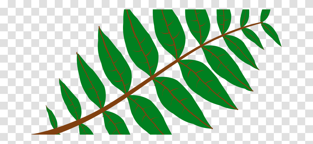 Cemkalyoncu Pinnate Leaf, Nature, Plant, Veins, Pattern Transparent Png
