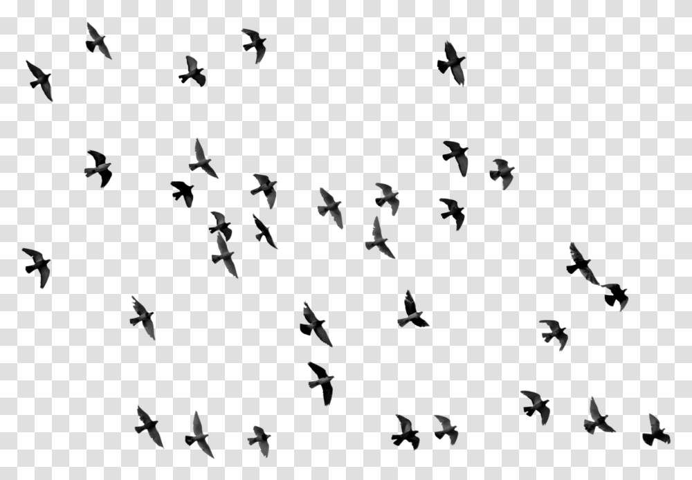 Censor Bar, Flock, Animal, Flying, Bird Transparent Png