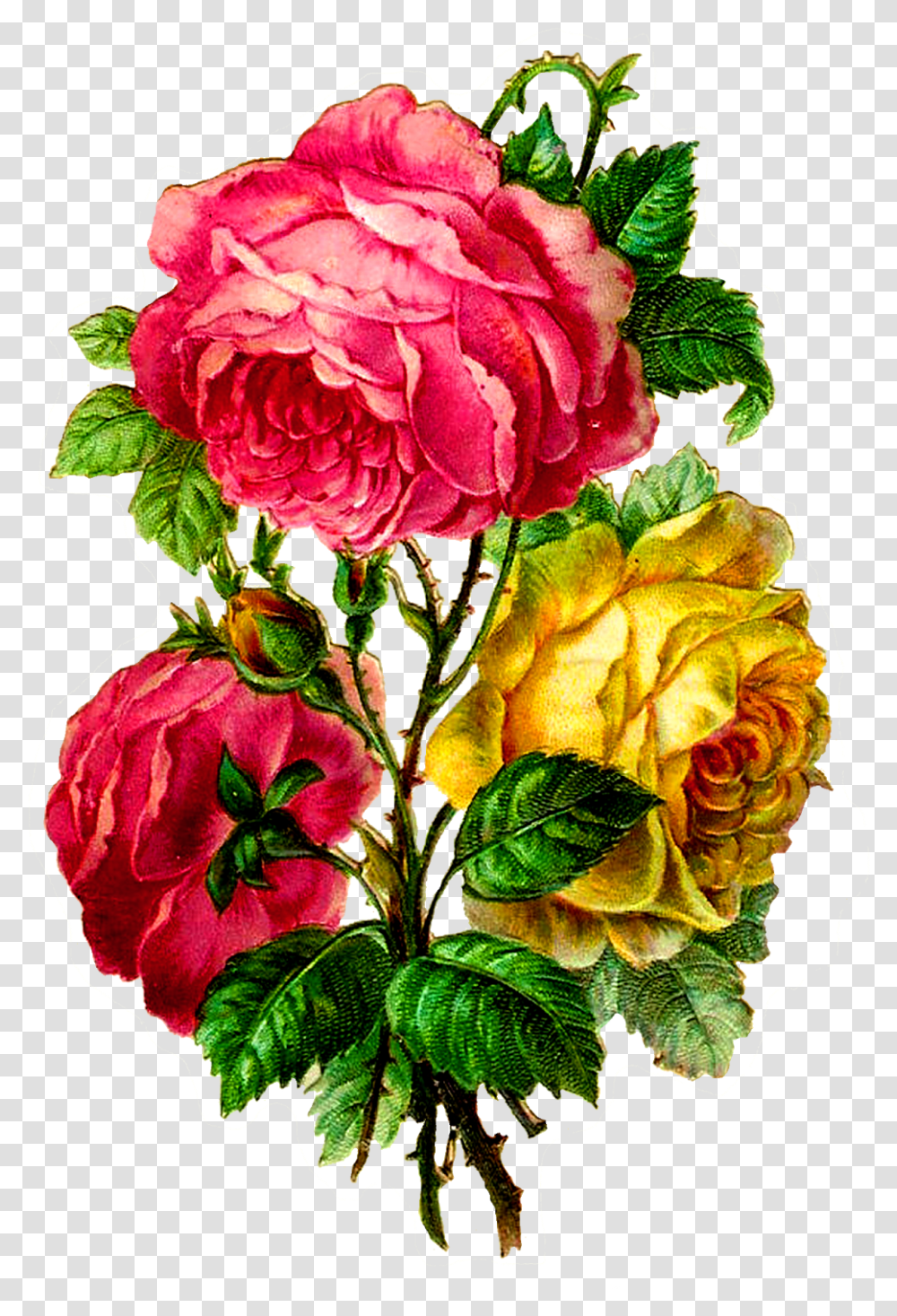 Centifolia Roses Paper Flower Bouquet Rose, Plant, Blossom, Geranium, Flower Arrangement Transparent Png
