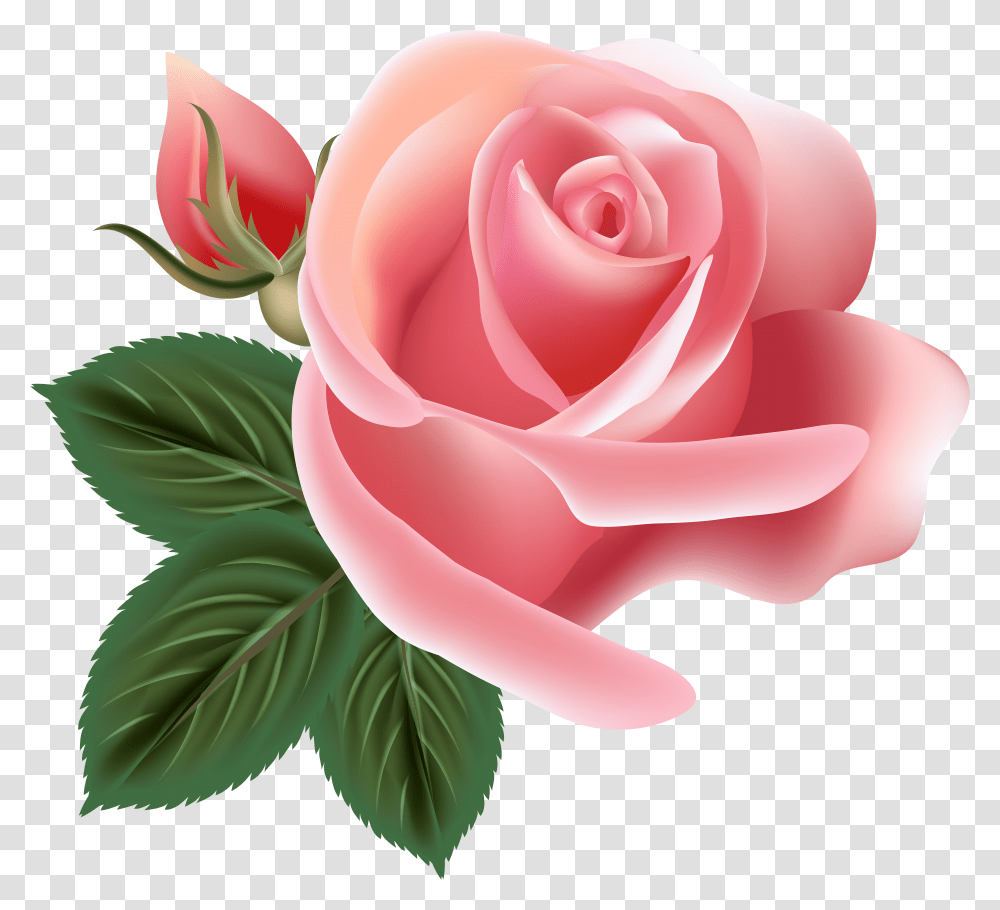 Centifolia Roses Rosa Chinensis Flower Pink Rose Vector Transparent Png