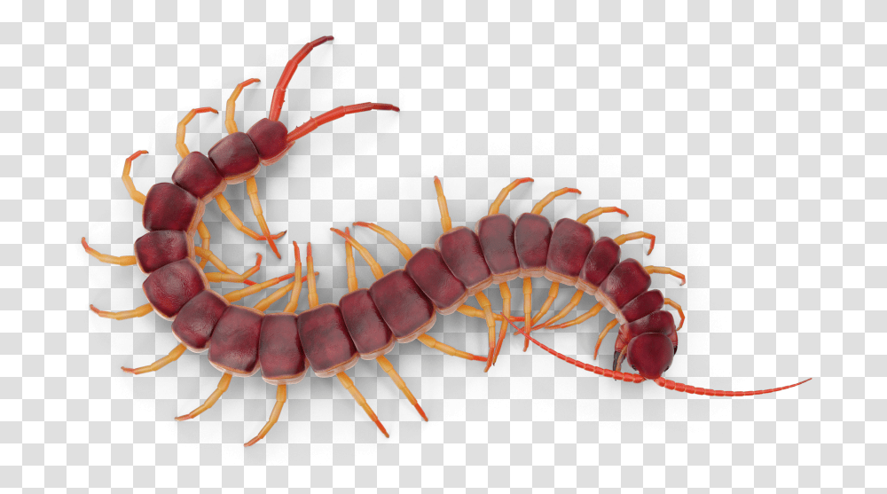 Centipede, Animal, Invertebrate, Worm, Fungus Transparent Png