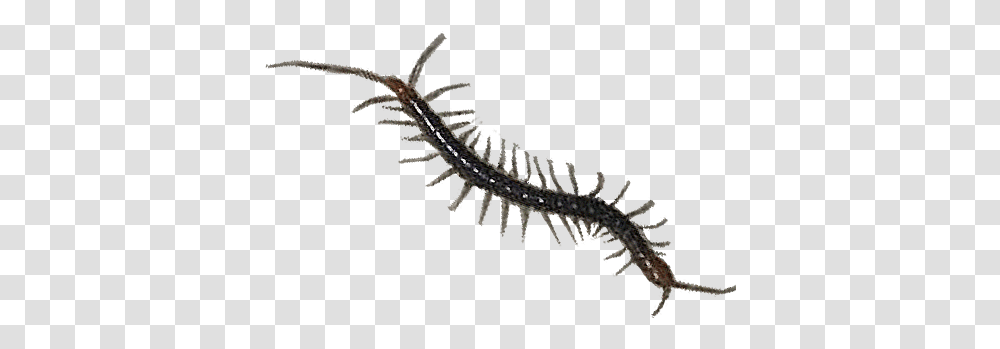 Centipede, Animal, Lizard, Reptile, Snake Transparent Png