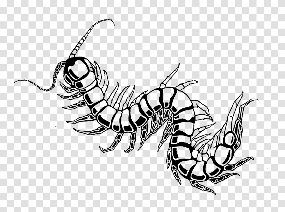 Centipede Drawing Best Draw A Centipede, Gray, World Of Warcraft Transparent Png