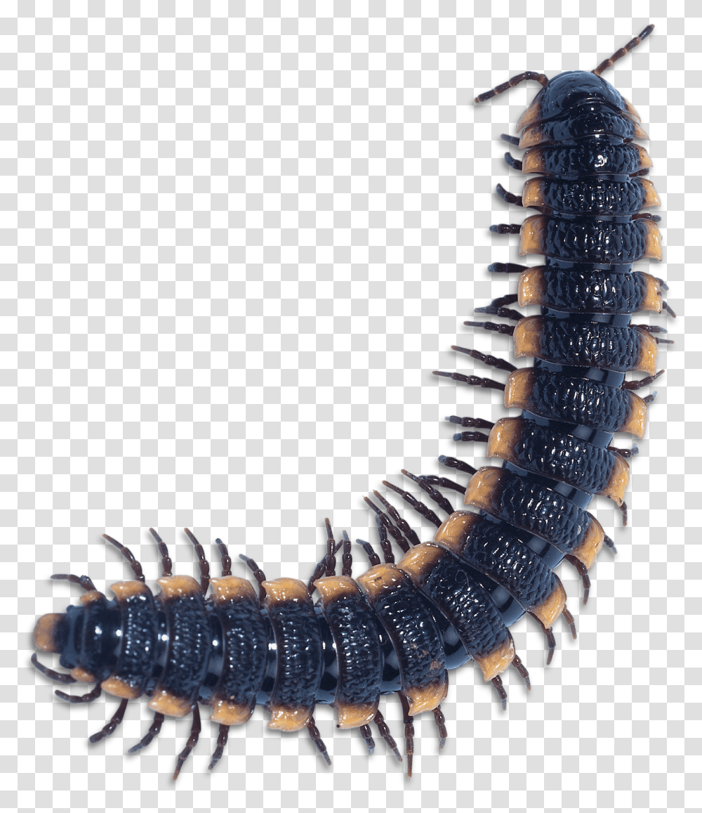 Centipede Millipede, Worm, Invertebrate, Animal, Screw Transparent Png