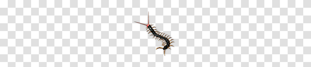 Centipede Pet, Screw, Machine, Dragon, Kite Transparent Png