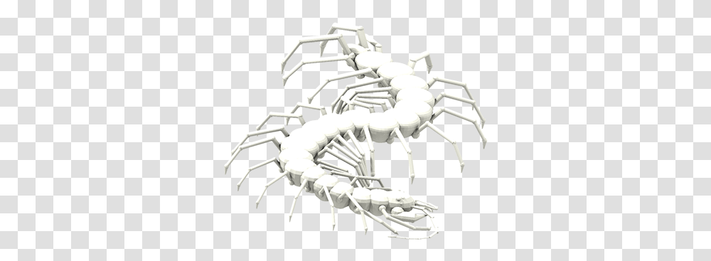 Centipede Projects Photos Videos Logos Illustrations Parasitism, Skeleton, Animal, Scorpion, Invertebrate Transparent Png