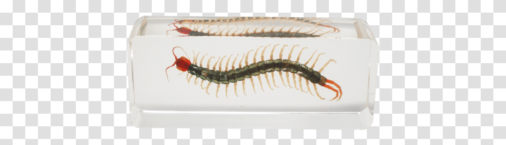 Centipede Resin Block Centipede Resin, Soil, Honey Bee, Insect, Invertebrate Transparent Png