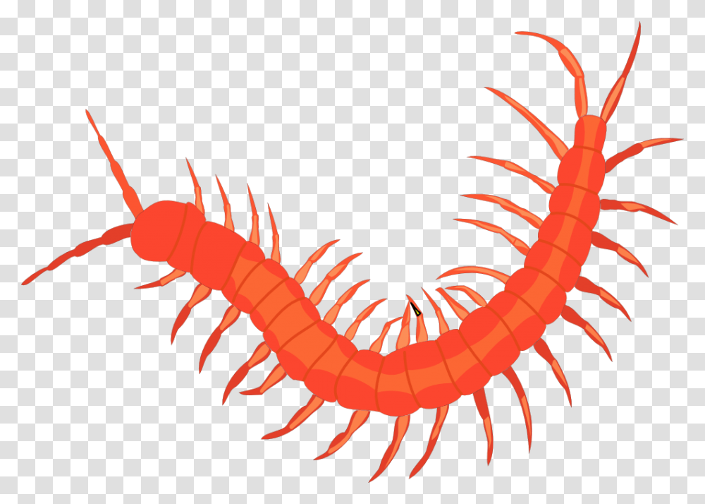 Centipede, Shrimp, Seafood, Sea Life, Animal Transparent Png