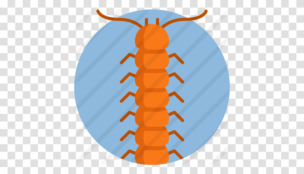 Centipede Silverfish, Animal, Invertebrate, Insect, Firefly Transparent Png