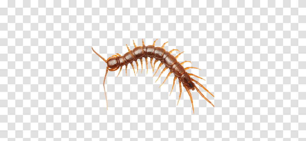 Centipedes, Invertebrate, Animal, Insect, Termite Transparent Png