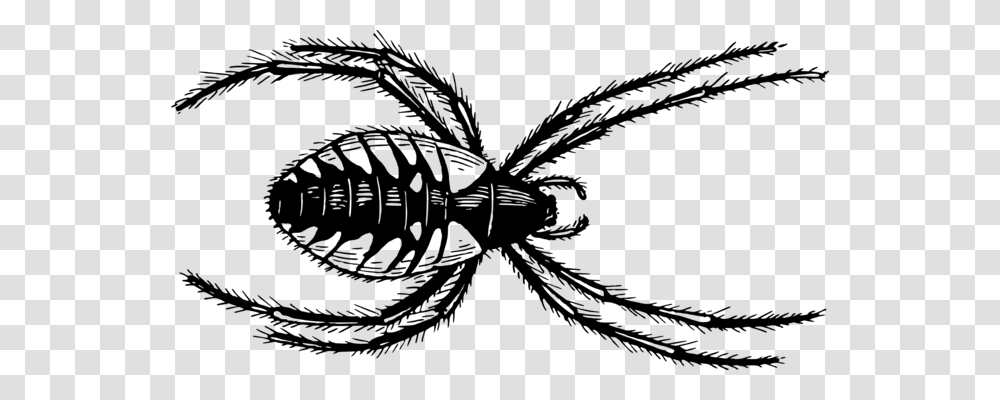 Centipedes Spider Drawing Millipedes Scolopendra, Gray, World Of Warcraft Transparent Png