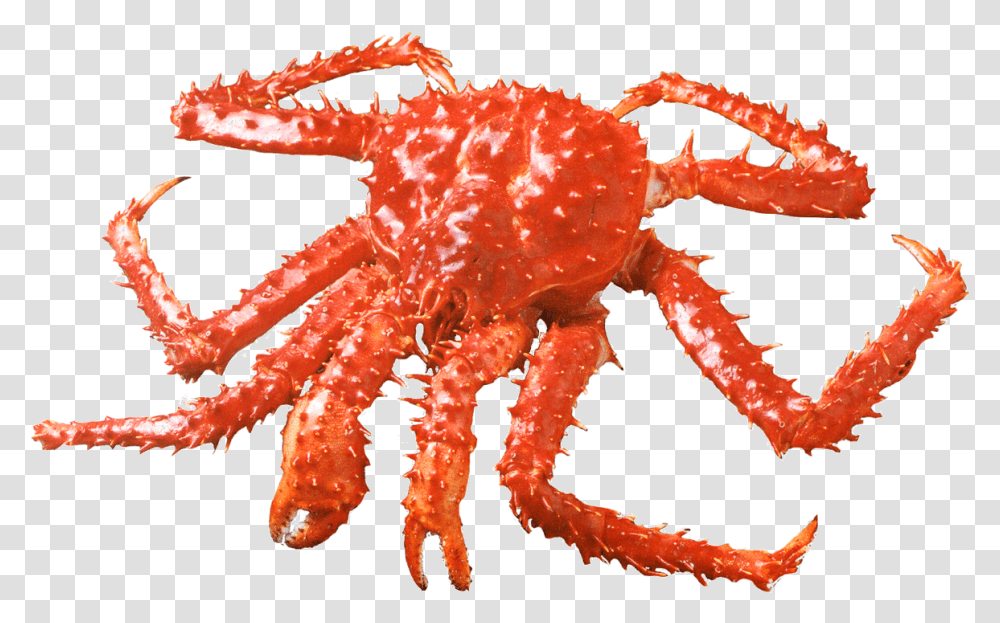 Centolla Crab South American King Crab, Invertebrate, Animal, Seafood, Sea Life Transparent Png