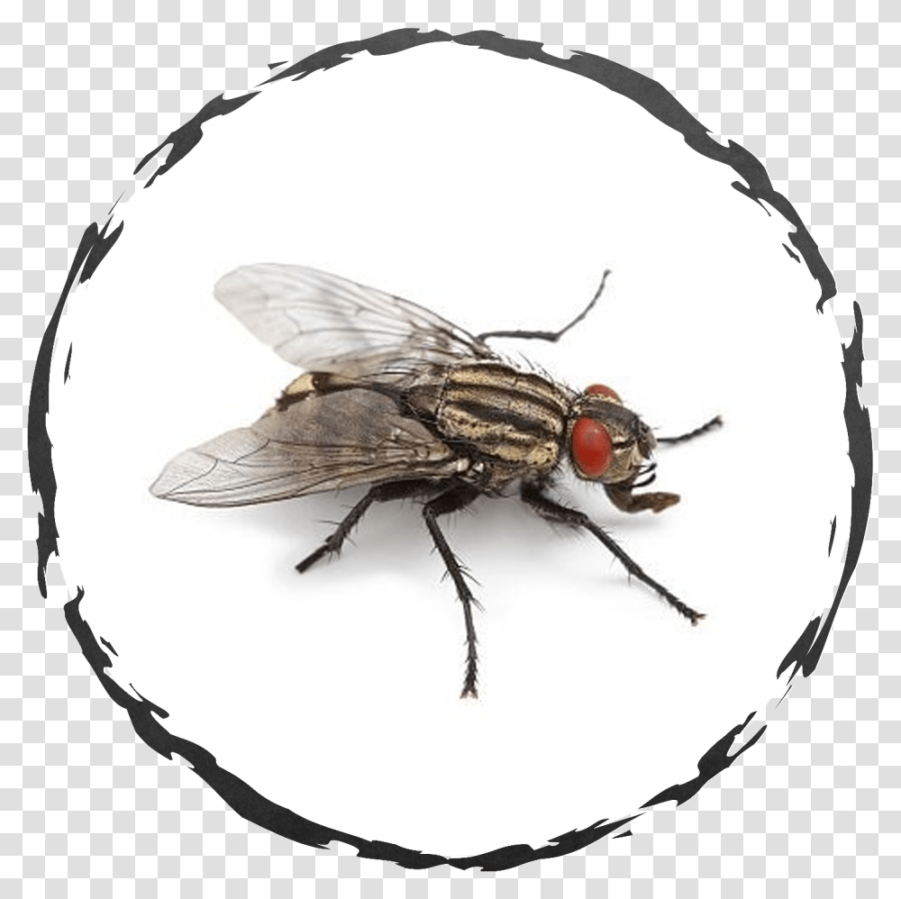 Central Exterminating Services, Fly, Insect, Invertebrate, Animal Transparent Png