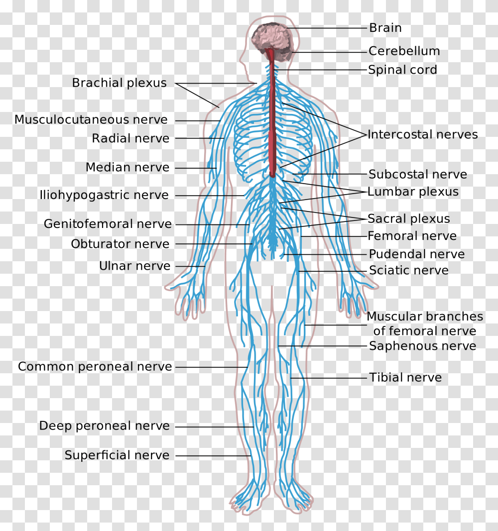 Central Nervous System Responsible, Alien, Skeleton, Person, Human Transparent Png