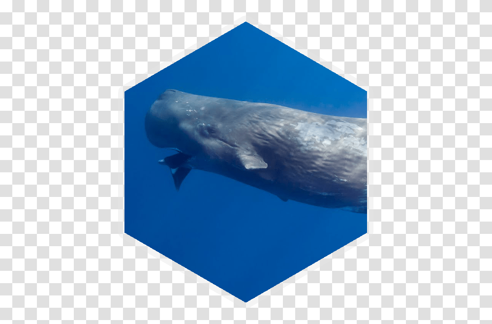 Cephalopod Sperm Whale, Shark, Sea Life, Fish, Animal Transparent Png