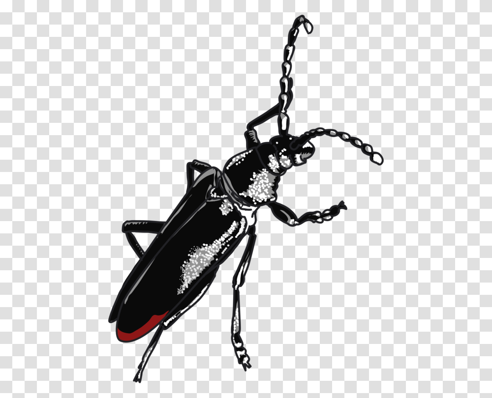 Cerambyx Cerdo Le Capricorne Zodiac Beetle, Invertebrate, Animal, Insect, Firefly Transparent Png