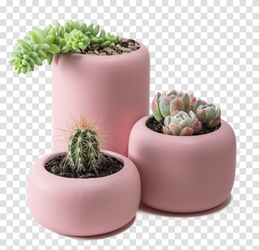 Ceramic Plant Pot Set Flowerpot, Cactus, Wedding Cake, Dessert, Food Transparent Png