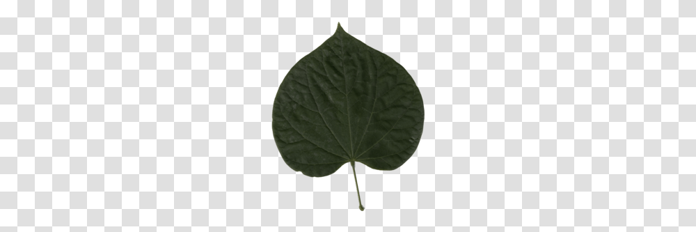 Cercis Canadensis, Leaf, Plant, Veins, Annonaceae Transparent Png