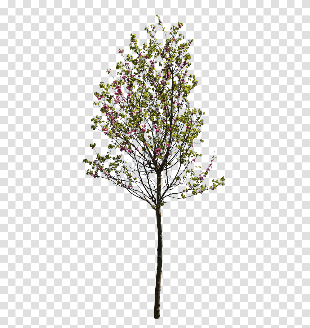 Cercis Siliquastrum Tree Cut Out, Plant, Flower, Tree Trunk, Petal Transparent Png
