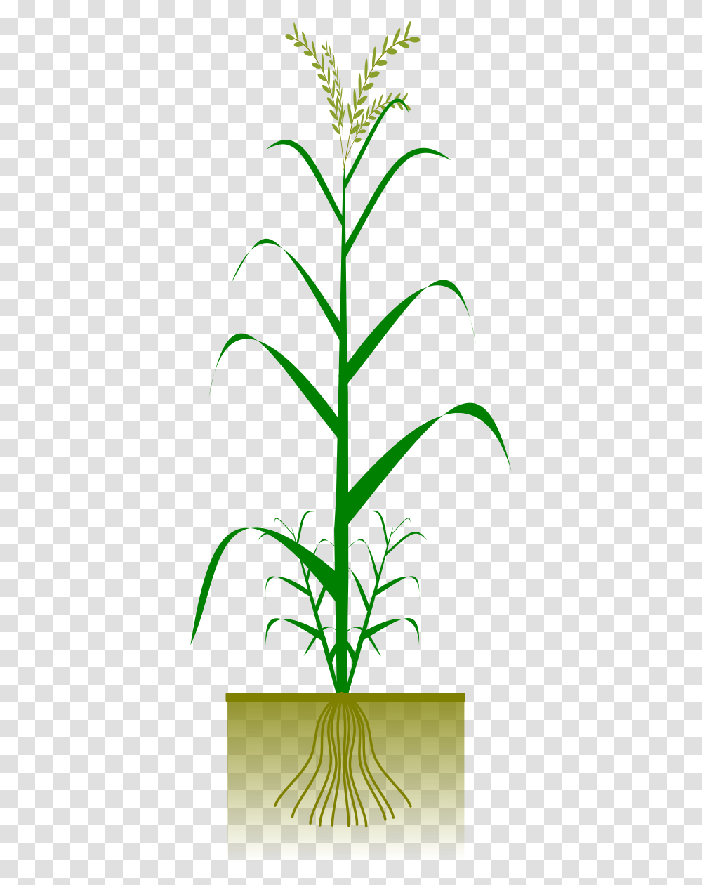 Cereal By Gsagri Science Maize Plant, Flower, Blossom, Produce, Food Transparent Png