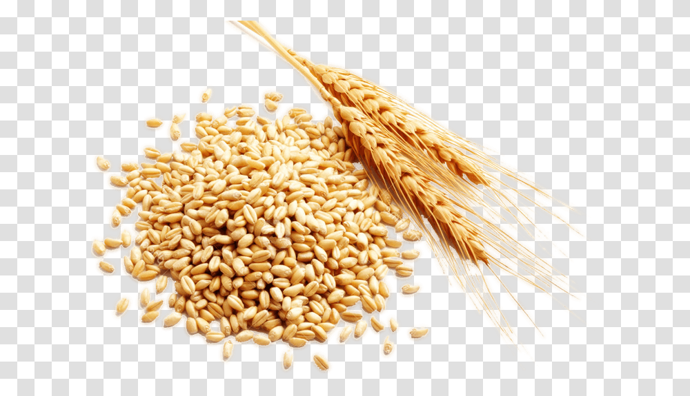 Cereal Grain Harvest Cereal Rice, Plant, Bird, Animal, Wheat Transparent Png