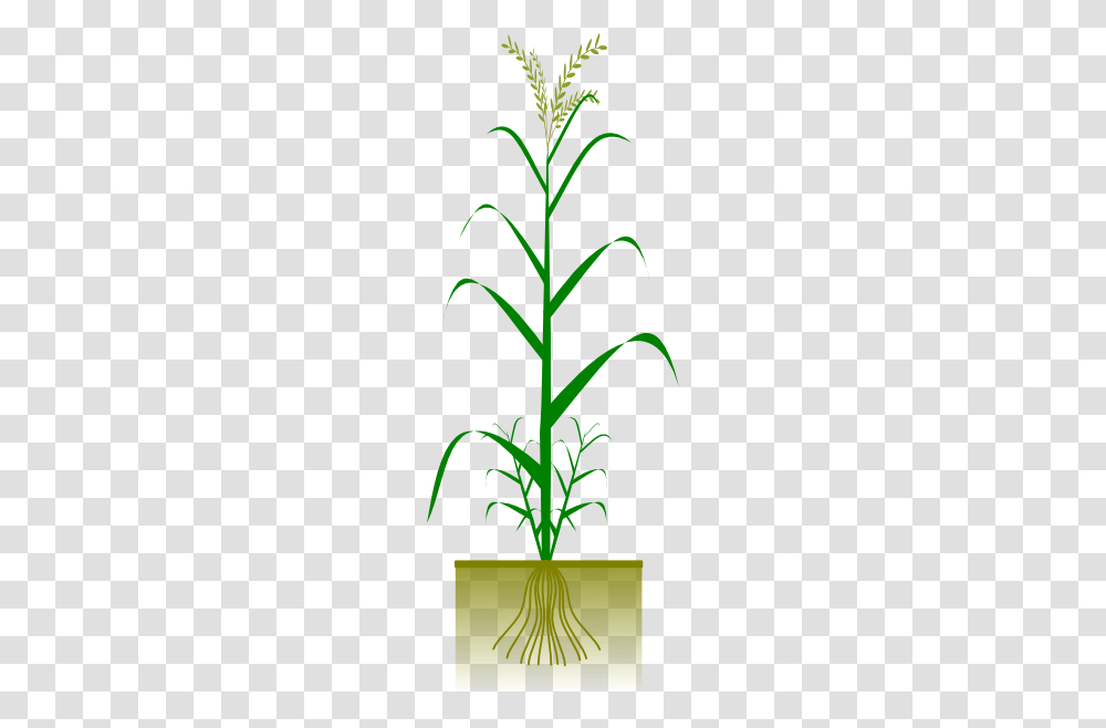 Cereal Plant Clip Art, Food, Sesame, Seasoning, Vegetable Transparent Png
