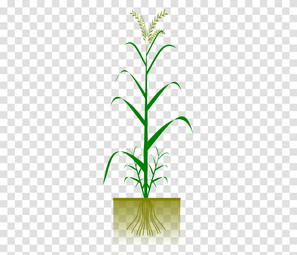 Cereal Plant, Technology, Flower, Blossom, Tree Transparent Png