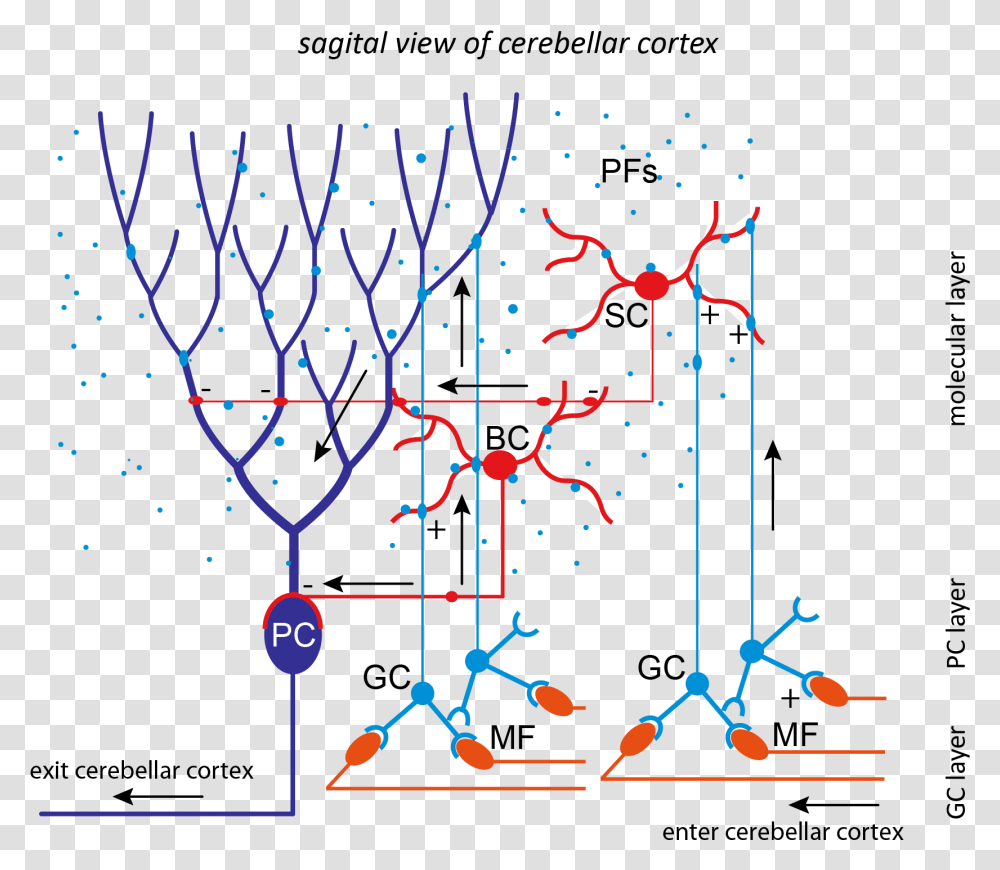 Cerebellum Neural Network, Plot, Diagram Transparent Png