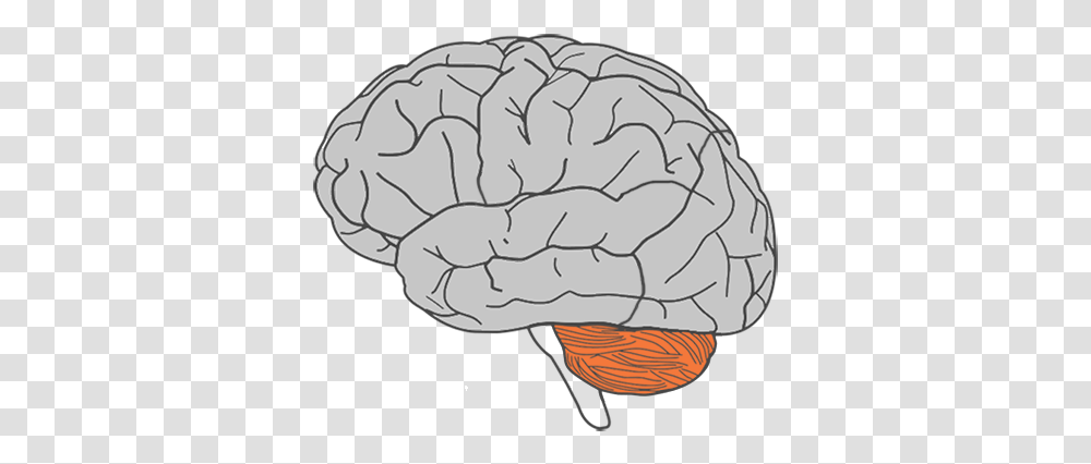 Cerebellum Part Of The Brain Cartoon Brain Clipart Background, Apparel, Plant, Vegetable Transparent Png