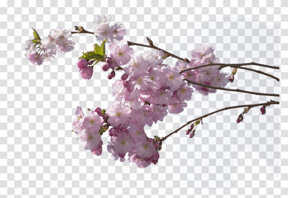 Cerezo En Flor, Plant, Flower, Blossom, Cherry Blossom Transparent Png