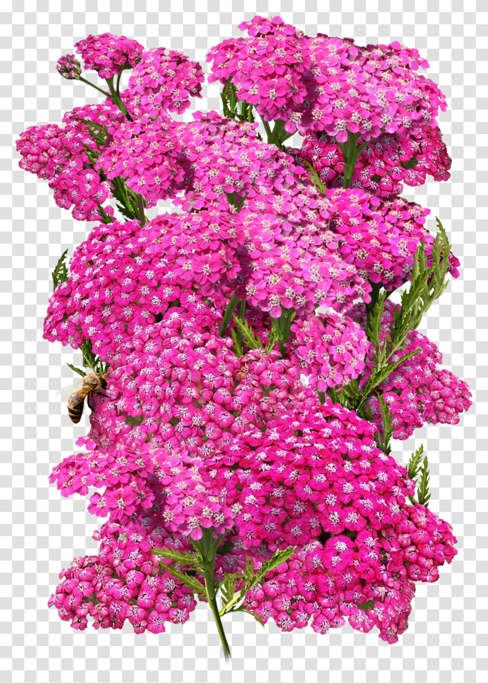 Cerise Queen Yarrow Seeds For PlantingClass Lazyload Lilac, Flower, Dahlia, Flower Bouquet, Flower Arrangement Transparent Png
