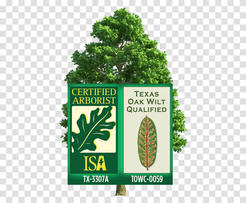 Certified Arborist Logo Animated Background Tree Gif, Plant, Vegetation, Woodland, Seed Transparent Png
