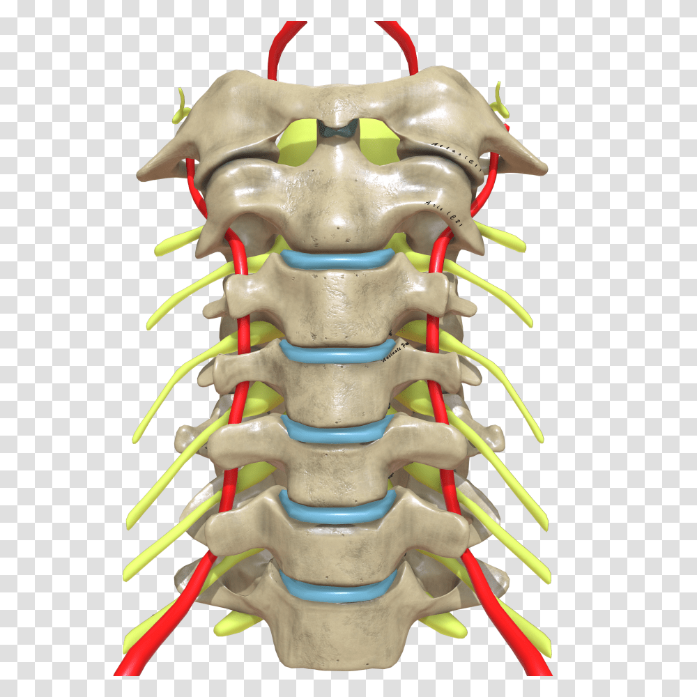 Cervical Spine Anterior View Transparent Png