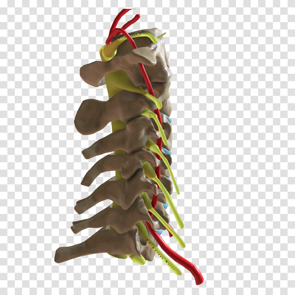 Cervical Spine Lateral View Transparent Png